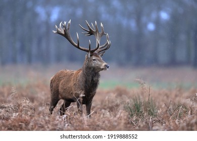The red deer is one of the largest deer species. The red deer inhabits most of Europe, the Caucasus Mountains region, Asia Minor, Iran, parts of western Asia, and central Asia. 