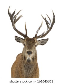 Red deer portrait isolated on white