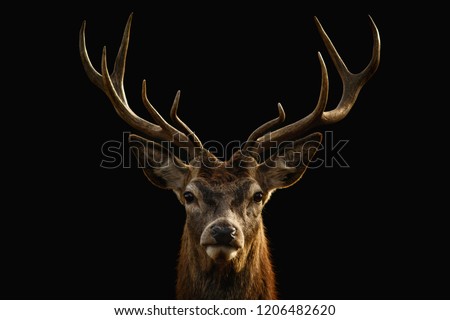 Red deer portrait on black background.