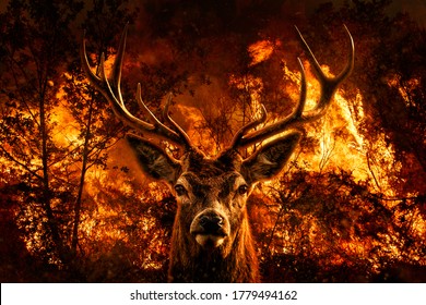 Red Deer portrait on forest fire photomontage.