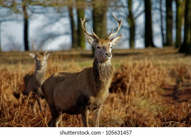 Red Deer In Richmond Park