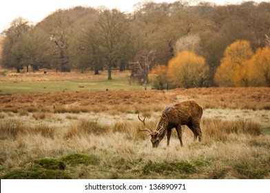 Red Deer In Richmond Park, London