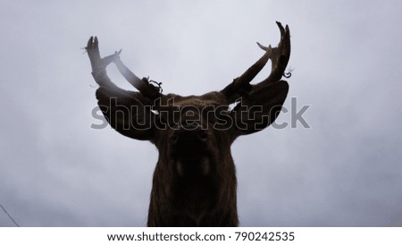 Similar – Image, Stock Photo no a Hirsch Nature Animal