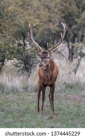 Red deer rut season, La Pampa, Argentina