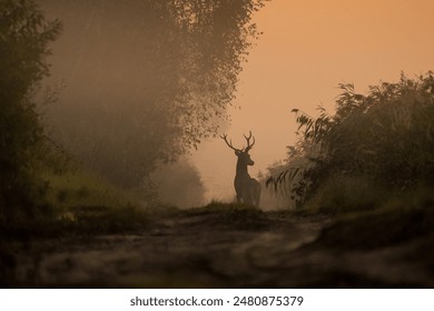 Red deer. Deer, Rut. Wildlife. 