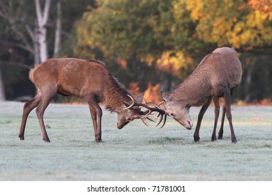 Red Deer Rutting