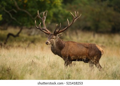 Red Deer - Rutting Season