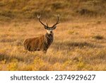 Red Deer in the Scottish Highlands