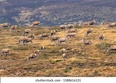 Red Deer From The Scottish Highlands