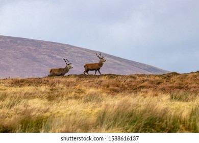 Red Deer From The Scottish Highlands