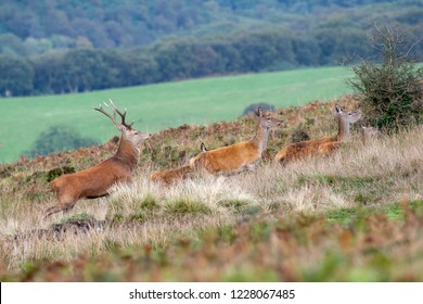 Red Deer And Several Hinds Running Across Open Moor Land, Exmoor National Park