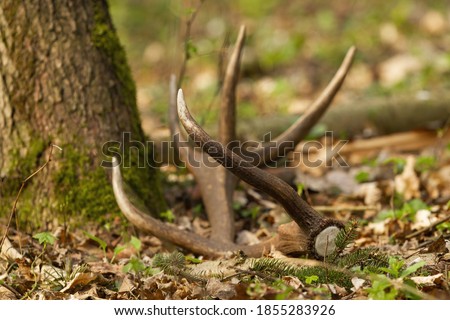 Red deer shed fallen down on leaves by a tree in forest. Close-up of antler from male animal wildlife lying on the ground in spring nature with shallow depth of field.