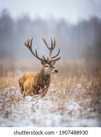 Red deer stag in Białowieża
