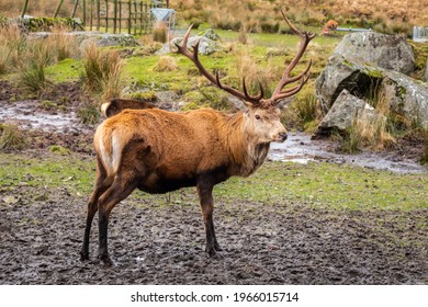 A Red Deer Stag With Antlers, Standing In A Field At The Galloway Forest Red Deer Range, Scotland