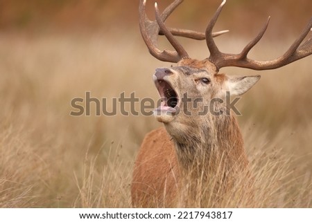 Red Deer Stag in autumn