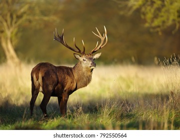 Red Deer Stag In Autumn, England, UK