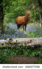 Red Deer Stag In Beautiful Shallow Depth Of Field Bluebell Forest Landscape Image