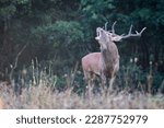 Red deer stag bellowing in Abruzzo National Park, Italy