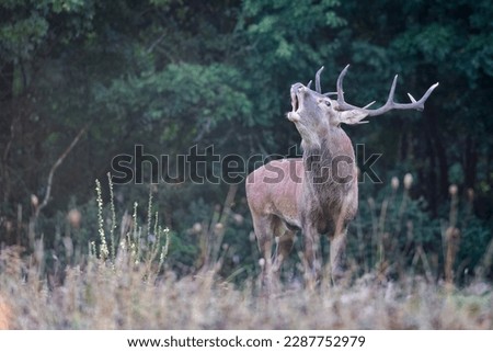 Red deer stag bellowing in Abruzzo National Park, Italy