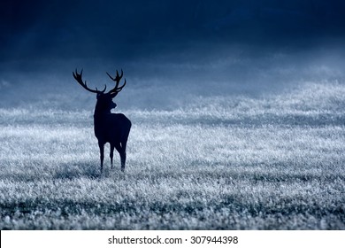 Red Deer Stag In The Blue Morning Mist
