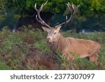 Red deer stag in Bushy park London UK during the rut in October and close up