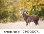 Red deer stag calling during the rut in autumn, UK.