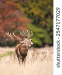 Red deer stag calling during the rut in autumn, UK.