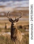 Red Deer stag (Cervus elaphus) in the highlands of Scotland, United Kingdom.