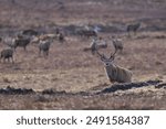 Red Deer stag (Cervus elaphus) in the highlands of Scotland, United Kingdom.