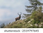 Red deer stag (Cervus elaphus) climbing a ridge, wild animal taken in its natural environment in the Italian Alps. September, horizontal.