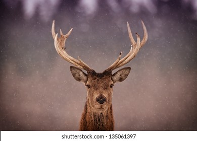Red Deer Stag (Cervus elaphus) in the Scottish Winter Snow