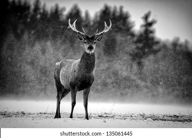 Red Deer Stag (Cervus elaphus) in the Scottish Winter Snow. Black & White Image
