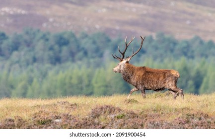Red deer stag (Cervus elaphus) walks in front of a scenic forest background, Cairngorms, Scotland
