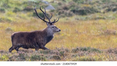 Red Deer Stag (Cervus Elaphus) Portrait, In Profile View, Cairngorms, Scotland.