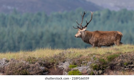 Red Deer Stag (Cervus Elaphus) Walks Along A Ridge, Cairngorms, Scotland