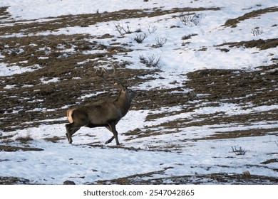 Red deer stag ( Cervus elaphus), running in a snowy alpine meadow at sunrise. Alps, November. - Powered by Shutterstock