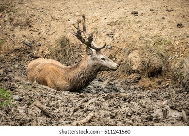 Red Deer Stag Cervus Elaphus Takes A Mud Bath To Cool Down On Autumn Fall Day