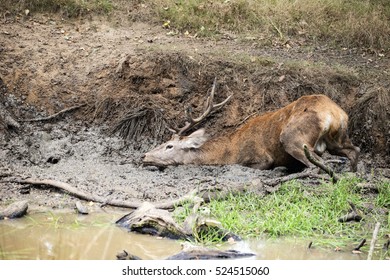 Red Deer Stag Cervus Elaphus Takes A Mud Bath To Cool Down On Autumn Fall Day