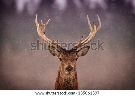 Similar – Image, Stock Photo no a Hirsch Nature Animal