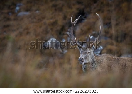 Red deer stag (Cervus elaphus), Torridon, Scottish Highlands