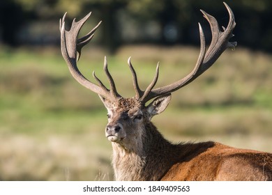 monarch of the glen images stock photos vectors shutterstock