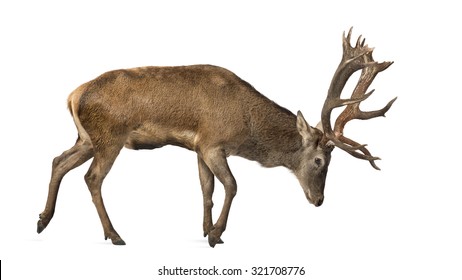 鹿 正面 の画像 写真素材 ベクター画像 Shutterstock