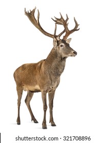 鹿 正面 の画像 写真素材 ベクター画像 Shutterstock