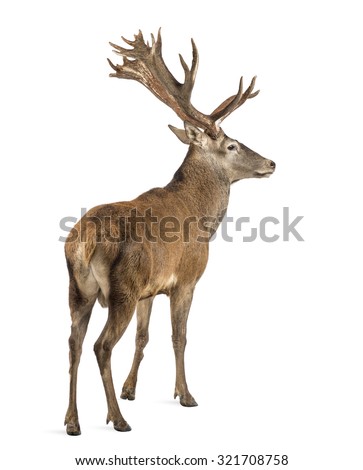 Red deer stag in front of a white background