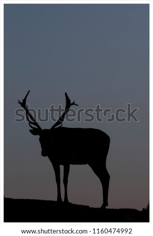 Similar – Image, Stock Photo at king’s Deer Elk Animal