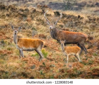 Red Deer Stag With Hind And Faun, Exmoor National Park