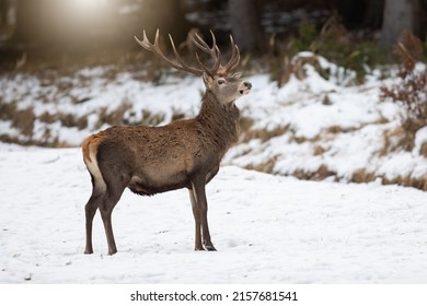 Red deer stag holding head with antlers high up and looking curiously in winter