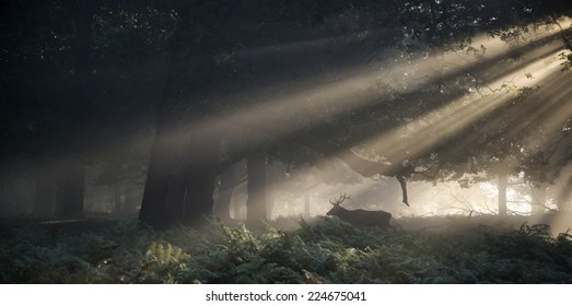 Red Deer Stag Illuminated By Sun Beams Through Forest Landscape On Foggy Autumn Fall Morning