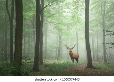 Red deer stag in Lush green fairytale growth concept foggy forest landscape image
