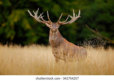 Red Deer Stag, Majestic Powerful Adult Animal Outside Autumn Forest, France.